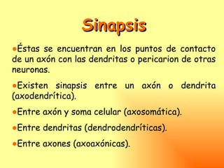 Sinapsis
●Éstas se encuentran en los puntos de contacto
de un axón con las dendritas o pericarion de otras
neuronas.
●Existen sinapsis entre un axón o dendrita
(axodendrítica).
●Entre axón y soma celular (axosomática).
●Entre dendritas (dendrodendríticas).
●Entre axones (axoaxónicas).
 