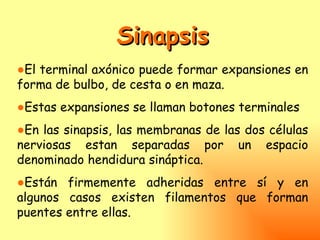 Sinapsis
●El terminal axónico puede formar expansiones en
forma de bulbo, de cesta o en maza.
●Estas expansiones se llaman botones terminales
●En las sinapsis, las membranas de las dos células
nerviosas estan separadas por un espacio
denominado hendidura sináptica.
●Están firmemente adheridas entre sí y en
algunos casos existen filamentos que forman
puentes entre ellas.
 
