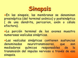 Sinapsis
●En las sinapsis, las membranas se denominan
presináptica (del terminal axónico) y postsináptica
( de una dendrita, pericarion, axón o célula
efectora).
●La porción terminal de los axones muestra
numerosas vesículas sinápticas.
●Las vesículas sinápticas contienen sustancias
denominadas     neurotransmisores,     que   son
mediadores    químicos    responsables    de  la
transmisión del impulso nervioso a través de esa
sinapsis.
 