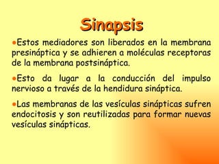 Sinapsis
●Estos mediadores son liberados en la membrana
presináptica y se adhieren a moléculas receptoras
de la membrana postsináptica.
●Esto da lugar a la conducción del impulso
nervioso a través de la hendidura sináptica.
●Las membranas de las vesículas sinápticas sufren
endocitosis y son reutilizadas para formar nuevas
vesículas sinápticas.
 