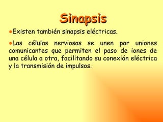 Sinapsis
●Existen también sinapsis eléctricas.
●Las células nerviosas se unen por uniones
comunicantes que permiten el paso de iones de
una célula a otra, facilitando su conexión eléctrica
y la transmisión de impulsos.
 