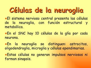 Células de la neuroglia
●El sistema nervioso central presenta las células
de la neuroglia, con función estructural y
metabólica.
●En el SNC hay 10 células de la glía por cada
neurona.
●En la neuroglia se distinguen: astrocitos,
oligodendroglia, microglia y células ependimarias.
●Estas células no generan impulsos nerviosos ni
forman sinapsis.
 