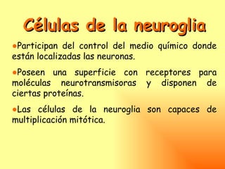 Células de la neuroglia
●Participan del control del medio químico donde
están localizadas las neuronas.
●Poseen una superficie con receptores para
moléculas neurotransmisoras y disponen de
ciertas proteínas.
●Las células de la neuroglia son capaces de
multiplicación mitótica.
 