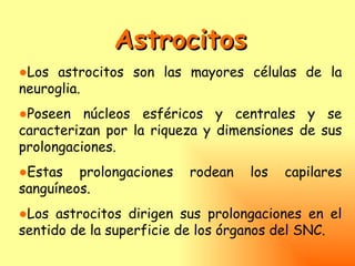 Astrocitos
●Los astrocitos son las mayores células de la
neuroglia.
●Poseen núcleos esféricos y centrales y se
caracterizan por la riqueza y dimensiones de sus
prolongaciones.
●Estas prolongaciones    rodean   los   capilares
sanguíneos.
●Los astrocitos dirigen sus prolongaciones en el
sentido de la superficie de los órganos del SNC.
 