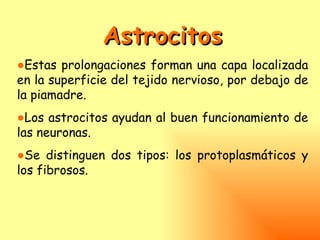 Astrocitos
●Estas prolongaciones forman una capa localizada
en la superficie del tejido nervioso, por debajo de
la piamadre.
●Los astrocitos ayudan al buen funcionamiento de
las neuronas.
●Se distinguen dos tipos: los protoplasmáticos y
los fibrosos.
 