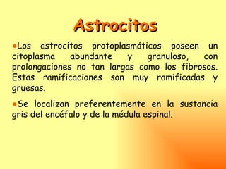 Astrocitos
●Los astrocitos protoplasmáticos poseen un
citoplasma    abundante    y   granuloso,  con
prolongaciones no tan largas como los fibrosos.
Estas ramificaciones son muy ramificadas y
gruesas.
●Se localizan preferentemente en la sustancia
gris del encéfalo y de la médula espinal.
 
