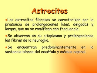 Astrocitos
●Los astrocitos fibrosos se caracterizan por la
presencia de prolongaciones lisas, delgadas y
largas, que no se ramifican con frecuencia.
●Se observan en su citoplasma y prolongaciones
las fibras de la neuroglia.
●Se encuentran predominantemente en               la
sustancia blanca del encéfalo y médula espinal.
 