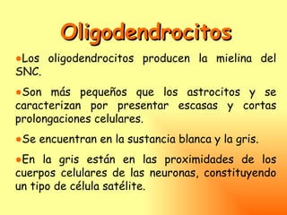 Oligodendrocitos
●Los oligodendrocitos producen la mielina del
SNC.
●Son más pequeños que los astrocitos y se
caracterizan por presentar escasas y cortas
prolongaciones celulares.
●Se encuentran en la sustancia blanca y la gris.
●En la gris están en las proximidades de los
cuerpos celulares de las neuronas, constituyendo
un tipo de célula satélite.
 