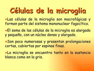 Células de la microglia
●Las células de la microglia son macrofágicas y
forman parte del sistema mononuclear fagocítico.
●El soma de las células de la microglia es alargado
y pequeño, con un núcleo denso y alargado.
●Son poco numerosas y presentan prolongaciones
cortas, cubiertas por espinas finas.
●La microglia se encuentra tanto en la sustancia
blanca como en la gris.
 