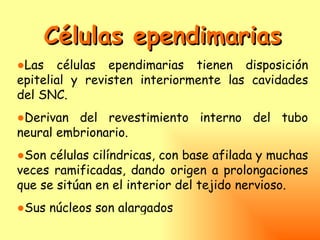 Células ependimarias
●Las células ependimarias tienen disposición
epitelial y revisten interiormente las cavidades
del SNC.
●Derivan del revestimiento interno del tubo
neural embrionario.
●Son células cilíndricas, con base afilada y muchas
veces ramificadas, dando origen a prolongaciones
que se sitúan en el interior del tejido nervioso.
●Sus núcleos son alargados
 