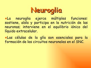 Neuroglia
●La neuroglia ejerce múltiples funciones:
sostiene, aísla y participa en la nutrición de las
neuronas; interviene en el equilibrio iónico del
líquido extracelular.
●Las células de la glía son esenciales para la
formación de los circuitos neuronales en el SNC.
 