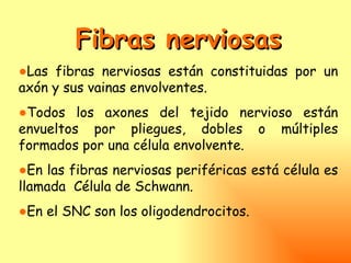 Fibras nerviosas
●Las fibras nerviosas están constituidas por un
axón y sus vainas envolventes.
●Todos los axones del tejido nervioso están
envueltos por pliegues, dobles o múltiples
formados por una célula envolvente.
●En las fibras nerviosas periféricas está célula es
llamada Célula de Schwann.
●En el SNC son los oligodendrocitos.
 