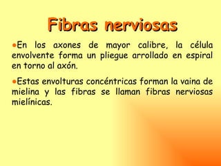 Fibras nerviosas
●En los axones de mayor calibre, la célula
envolvente forma un pliegue arrollado en espiral
en torno al axón.
●Estas envolturas concéntricas forman la vaina de
mielina y las fibras se llaman fibras nerviosas
mielínicas.
 