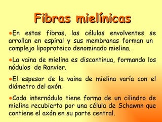 Fibras mielínicas
●En estas fibras, las células envolventes se
arrollan en espiral y sus membranas forman un
complejo lipoproteico denominado mielina.
●La vaina de mielina es discontinua, formando los
nódulos de Ranvier.
●El espesor de la vaina de mielina varía con el
diámetro del axón.
●Cada internódulo tiene forma de un cilindro de
mielina recubierto por una célula de Schawnn que
contiene el axón en su parte central.
 