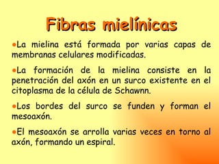 Fibras mielínicas
●La mielina está formada por varias capas de
membranas celulares modificadas.
●La formación de la mielina consiste en la
penetración del axón en un surco existente en el
citoplasma de la célula de Schawnn.
●Los bordes del surco se funden y forman el
mesoaxón.
●El mesoaxón se arrolla varias veces en torno al
axón, formando un espiral.
 