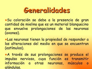 Generalidades
●Su coloración se debe a la presencia de gran
cantidad de mielina que es un material blanquecino
que envuelve prolongaciones de las neuronas
(axones).
●Las neuronas tienen la propiedad de responder a
las alteraciones del medio en que se encuentran
(estímulos).
●A través de sus prolongaciones se produce el
impulso nervioso, cuya función es transmitir
información a otras neuronas, músculos o
glándulas.
 