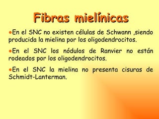 Fibras mielínicas
●En el SNC no existen células de Schwann ,siendo
producida la mielina por los oligodendrocitos.
●En el SNC los nódulos de Ranvier no están
rodeados por los oligodendrocitos.
●En el SNC la mielina no presenta cisuras de
Schmidt-Lanterman.
 