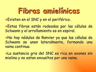 Fibras amielínicas
●Existen en el SNC y en el periférico.
●Estas fibras están rodeadas por las células de
Schwann y el arrollamiento es en espiral.
●No hay nódulos de Ranvier ya que las células de
Schwann se unen lateralmente, formando una
vaina continua.
●La sustancia gris del SNC es rica en axones sin
mielina y no estan envueltos por una vaina.
 