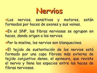Nervios
●Los nervios, sensitivos y motores, están
formados por haces de axones y sus vainas.
●En el SNP, las fibras nerviosas se agrupan en
haces, dando origen a los nervios.
●Por la mielina, los nervios son blanquecinos.
●El tejido de sustentación de los nervios está
formado por una capa fibrosa más externa de
tejido conjuntivo denso, el epineuro, que reviste
el nervio y llena los espacios entre los haces de
fibras nerviosas.
 