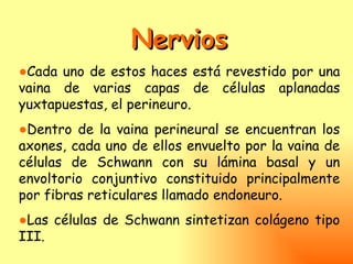 Nervios
●Cada uno de estos haces está revestido por una
vaina de varias capas de células aplanadas
yuxtapuestas, el perineuro.
●Dentro de la vaina perineural se encuentran los
axones, cada uno de ellos envuelto por la vaina de
células de Schwann con su lámina basal y un
envoltorio conjuntivo constituido principalmente
por fibras reticulares llamado endoneuro.
●Las células de Schwann sintetizan colágeno tipo
III.
 