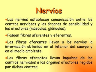 Nervios
●Los nervios establecen comunicación entre los
centros nerviosos y los órganos de sensibilidad y
los efectores (músculos, glándulas).
●Poseen fibras aferentes y eferentes.
●Las fibras aferentes llevan a los nervios la
información obtenida en el interior del cuerpo y
en el medio ambiente.
●Las fibras eferentes llevan impulsos de los
centros nerviosos a los órganos efectores regidos
por dichos centros.
 