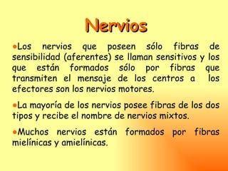 Nervios
●Los nervios que poseen sólo fibras de
sensibilidad (aferentes) se llaman sensitivos y los
que están formados sólo por fibras que
transmiten el mensaje de los centros a los
efectores son los nervios motores.
●La mayoría de los nervios posee fibras de los dos
tipos y recibe el nombre de nervios mixtos.
●Muchos nervios están formados por fibras
mielínicas y amielínicas.
 