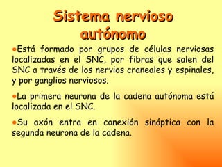 Sistema nervioso
              autónomo
●Está formado por grupos de células nerviosas
localizadas en el SNC, por fibras que salen del
SNC a través de los nervios craneales y espinales,
y por ganglios nerviosos.
●La primera neurona de la cadena autónoma está
localizada en el SNC.
●Su axón entra en conexión sináptica con la
segunda neurona de la cadena.
 