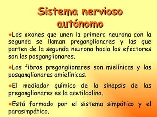 Sistema nervioso
             autónomo
●Los axones que unen la primera neurona con la
segunda se llaman preganglionares y las que
parten de la segunda neurona hacia los efectores
son las posganglionares.
●Las fibras preganglionares son mielínicas y las
posganglionares amielínicas.
●El mediador químico de la sinapsis de las
preganglionares es la acetilcolina.
●Está formado por el sistema simpático y el
parasimpático.
 