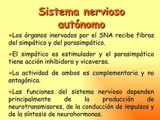 Sistema nervioso
             autónomo
●Los órganos inervados por el SNA recibe fibras
del simpático y del parasimpático.
●El simpático es estimulador y el parasimpático
tiene acción inhibidora y viceversa.
●La actividad de ambos es complementaria y no
antagónica.
●Las funciones del sistema nervioso dependen
principalmente      de    la     producción   de
neurotransmisores, de la conducción de impulsos y
de la síntesis de neurohormonas.
 