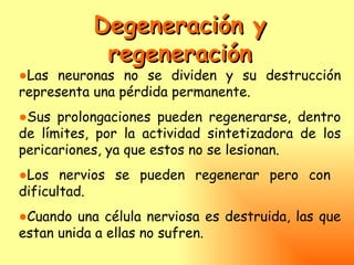 Degeneración y
            regeneración
●Las neuronas no se dividen y su destrucción
representa una pérdida permanente.
●Sus prolongaciones pueden regenerarse, dentro
de límites, por la actividad sintetizadora de los
pericariones, ya que estos no se lesionan.
●Los nervios se pueden regenerar pero con
dificultad.
●Cuando una célula nerviosa es destruida, las que
estan unida a ellas no sufren.
 