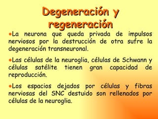 Degeneración y
            regeneración
●La neurona que queda privada de impulsos
nerviosos por la destrucción de otra sufre la
degeneración transneuronal.
●Las células de la neuroglia, células de Schwann y
células satélite tienen gran capacidad de
reproducción.
●Los espacios dejados por células y fibras
nerviosas del SNC destuido son rellenados por
células de la neuroglia.
 