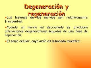 Degeneración y
●Las
              regeneración relativamente
      lesiones de los nervios son
frecuentes.
●Cuando un nervio es seccionado se producen
alteraciones degenerativas seguidas de una fase de
reparación.
●El soma celular, cuyo axón es lesionado muestra:
 