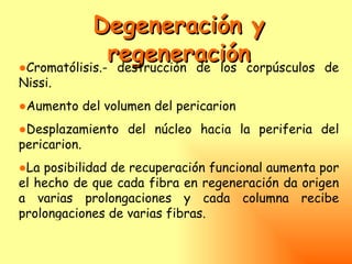 Degeneración y
               regeneracióncorpúsculos
●Cromatólisis.- destrucción de los                de
Nissi.
●Aumento del volumen del pericarion
●Desplazamiento del núcleo hacia la periferia del
pericarion.
●La posibilidad de recuperación funcional aumenta por
el hecho de que cada fibra en regeneración da origen
a varias prolongaciones y cada columna recibe
prolongaciones de varias fibras.
 