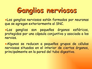 Ganglios nerviosos
●Los ganglios nerviosos están formados por neuronas
que se agregan exteriormente al SNC.
●Los ganglios son pequeños órganos esféricos,
protegidos por una cápsula conjuntiva y asociada a los
nervios.
●Algunos se reducen a pequeños grupos de células
nerviosas situados en el interior de ciertos órganos,
principalmente en la pared del tubo digestivo.
 