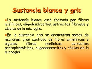 Sustancia blanca y gris
●La sustancia blanca está formada por fibras
miélínicas, oligodendrocitos, astrocitos fibrosos y
células de la microglia.
●En la sustancia gris se encuentran somas de
neuronas, gran cantidad de fibras amielínicas y
algunas     fibras      mielínicas,    astrocitos
protoplasmáticos, oligodendrocitos y células de la
microglia.
 