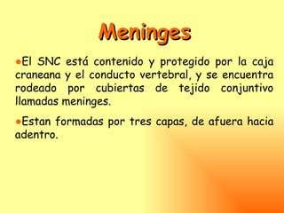 Meninges
●El SNC está contenido y protegido por la caja
craneana y el conducto vertebral, y se encuentra
rodeado por cubiertas de tejido conjuntivo
llamadas meninges.
●Estan formadas por tres capas, de afuera hacia
adentro.
 