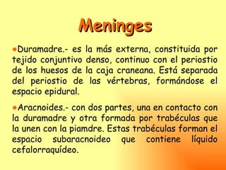 Meninges
●Duramadre.- es la más externa, constituida por
tejido conjuntivo denso, continuo con el periostio
de los huesos de la caja craneana. Está separada
del periostio de las vértebras, formándose el
espacio epidural.
●Aracnoides.- con dos partes, una en contacto con
la duramadre y otra formada por trabéculas que
la unen con la piamdre. Estas trabéculas forman el
espacio subaracnoideo que contiene líquido
cefalorraquídeo.
 