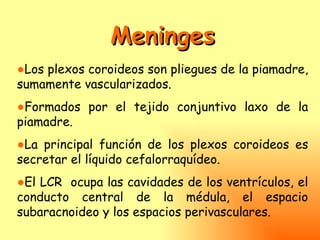 Meninges
●Los plexos coroideos son pliegues de la piamadre,
sumamente vascularizados.
●Formados por el tejido conjuntivo laxo de la
piamadre.
●La principal función de los plexos coroideos es
secretar el líquido cefalorraquídeo.
●El LCR ocupa las cavidades de los ventrículos, el
conducto central de la médula, el espacio
subaracnoideo y los espacios perivasculares.
 