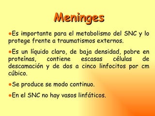 Meninges
●Es importante para el metabolismo del SNC y lo
protege frente a traumatismos externos.
●Es un líquido claro, de baja densidad, pobre en
proteínas,   contiene    escasas    células   de
descamación y de dos a cinco linfocitos por cm
cúbico.
●Se produce se modo continuo.
●En el SNC no hay vasos linfáticos.
 