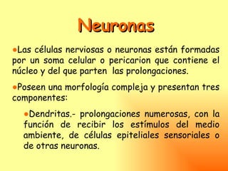 Neuronas
●Las células nerviosas o neuronas están formadas
por un soma celular o pericarion que contiene el
núcleo y del que parten las prolongaciones.
●Poseen una morfología compleja y presentan tres
componentes:
  ●Dendritas.- prolongaciones numerosas, con la
  función de recibir los estímulos del medio
  ambiente, de células epiteliales sensoriales o
  de otras neuronas.
 