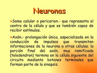 Neuronas
●Soma celular o pericarion.- que representa el
centro de la célula y que es también capaz de
recibir estímulos.
●Axón.- prolongación única, especializada en la
conducción de impulsos que transmiten
informaciones de la neurona a otras células; la
porción final del axón, muy ramificada
(telodendron) termina en la célula siguiente del
circuito mediante botones terminales que
forman parte de la sinapsis.
 