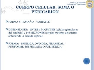 CUERPO CELULAR, SOMA O
             PERICARION

 FORMA Y TAMAÑO: VARIABLE


 DIMENSIONES: ENTRE 4 MICRONES (células granulosas
  del cerebelo) y 140 MICRONES (células motoras del cuerno
  anterior de la médula espinal)

 FORMA: ESFERICA, OVOIDEA, PIRAMIDAL,
  FUSIFORME, ESTRELLADA O POLIEDRICA.
 