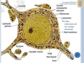  Ultra
  estructura de
  un cuerpo
  neuronal
 