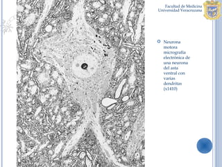  Neurona
  motora
  micrografía
  electrónica de
  una neurona
  del asta
  ventral con
  varias
  dendritas
  (x1410)
 