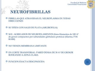 NEUROFIBRILLAS
 FIBRILLAS QUE ATRAVIESAN EL NEUROPLASMA EN TODAS
  DIRECCIONES


 SE TIÑEN CON SALES DE PLATA (ARGIROFILIA)


 M.E.: AGREGADOS DE NEUROFILAMENTOS (finos filamentos de 100 Aª
  de grosor compuestos por subunidades globulares proteicas (filarina, P.M.
  80.000)


 NO TIENEN MEMBRANA LIMITANTE


 EN CORTE TRANSVERSAL: PARED DENSA DE 30 Aª DE GROSOR
  RODEANDO A ZONA CLARA


 FUNCION EXACTA DESCONOCIDA
 