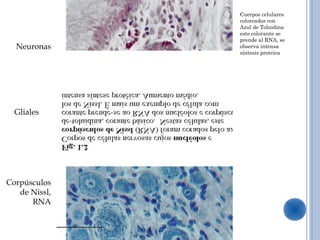Cuerpos celulares
               coloreados con
               Azul de Toluidina
               este colorante se
               prende al RNA, se
  Neuronas     observa intensa
               síntesis proteica




  Gliales




Corpúsculos
   de Nissl,
      RNA
 
