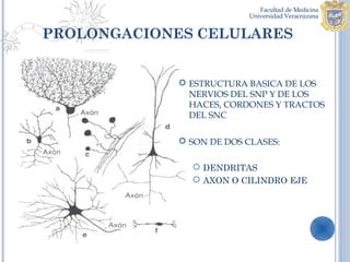 PROLONGACIONES CELULARES


              ESTRUCTURA BASICA DE LOS
               NERVIOS DEL SNP Y DE LOS
               HACES, CORDONES Y TRACTOS
               DEL SNC

              SON DE DOS CLASES:

                DENDRITAS
                AXON O CILINDRO EJE
 