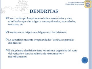 DENDRITAS
 Una o varias prolongaciones relativamente cortas y muy
  ramificadas que dan origen a ramas primarias, secundarias,
  terciarias, etc.

 Gruesas en su origen, se adelgazan en los extremos.


 La superficie presenta irregularidades “espinas o gemulas
  dendriticas”

 El citoplasma dendrítico tiene los mismos organelos del resto
  del pericarión con abundancia de neurotubulos y
  neurofilamentos
 