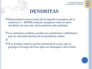 DENDRITAS
 Representan la mayor parte de la superficie receptora de la
  neurona (+/- 200.000 contactos sinapticos sobre el arbol
  dendritico de una sola celula piriforme (de purkinje)

 Los estimulos recibidos pueden ser excitatorios o inhibitorios
  para la actividad electrica de la membrana celular.

 Si se produce señal se genera potencial de accion que se
  propaga a lo largo del axon para ser entregado a otra celula.
 