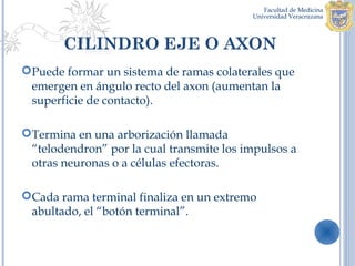 CILINDRO EJE O AXON
Puede formar un sistema de ramas colaterales que
 emergen en ángulo recto del axon (aumentan la
 superficie de contacto).

Termina en una arborización llamada
 “telodendron” por la cual transmite los impulsos a
 otras neuronas o a células efectoras.

Cada rama terminal finaliza en un extremo
 abultado, el “botón terminal”.
 